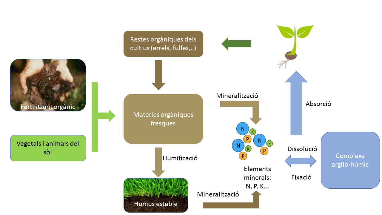 El fertilitzant organic